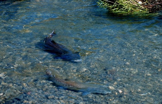danube salmon