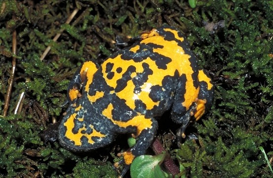 yellow-bellied toad