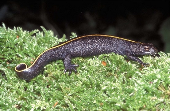 italian crested newt