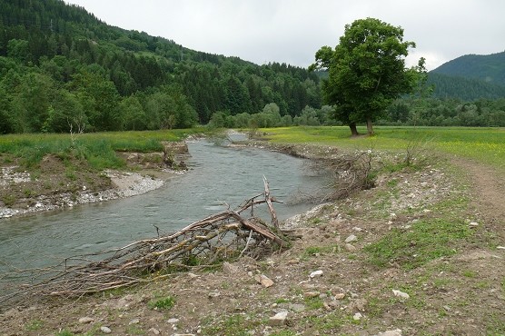 mauth