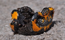 Gelbbauchunke2
