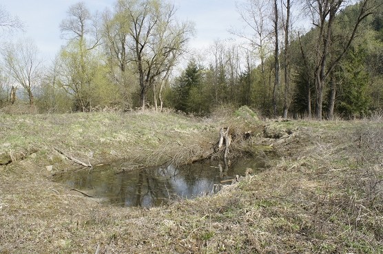 140403_Entwicklung_Tümpel