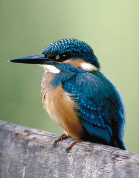Eisvogel_©Brunner_Ökoteam