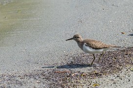 Flussuferläufer_©CRagger_REVITAL (1)