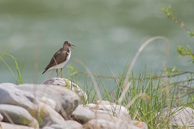 Flussuferläufer_©CRagger_REVITAL (2)