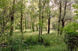Auwald
